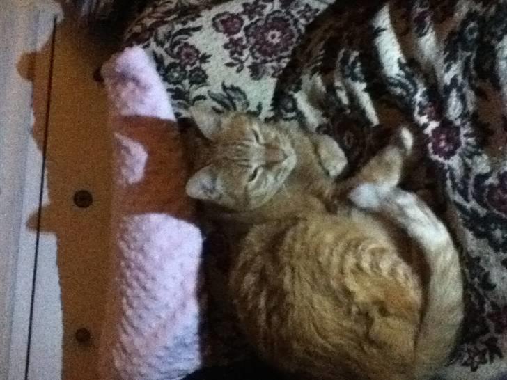 Huskat Addi billede 5