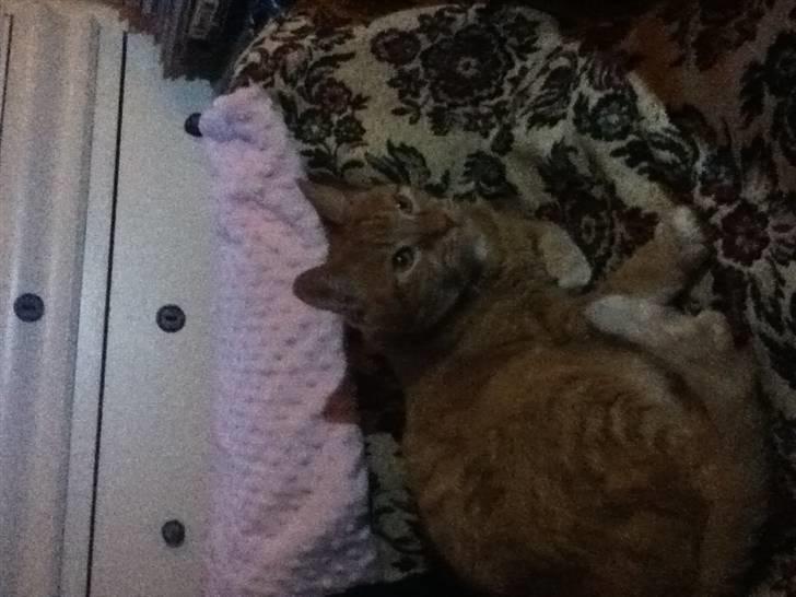 Huskat Addi billede 6