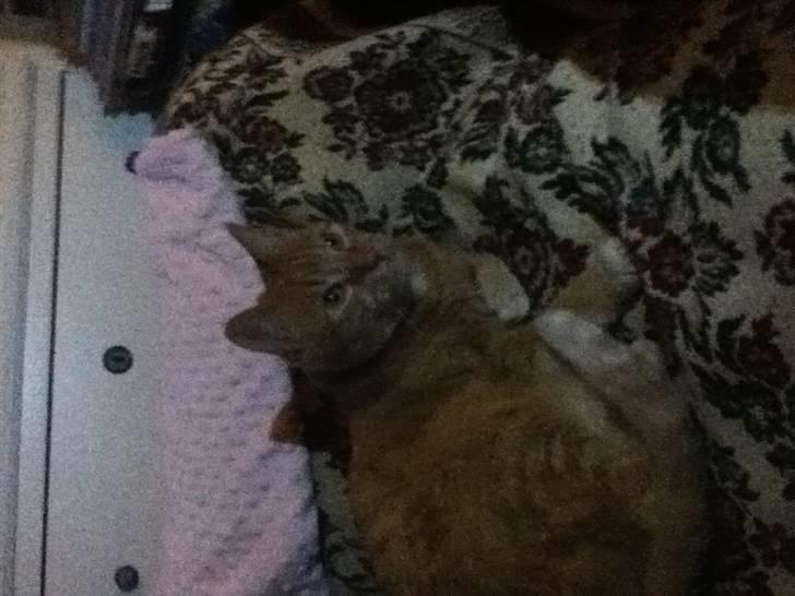 Huskat Addi billede 7