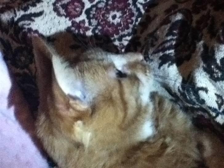 Huskat Addi billede 8