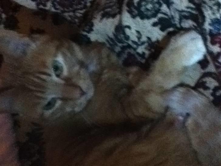 Huskat Addi billede 9