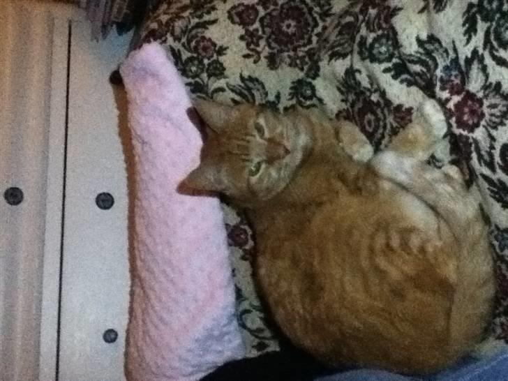 Huskat Addi billede 10