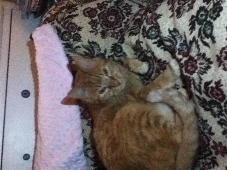 Huskat Addi billede 11