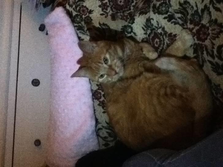 Huskat Addi billede 12