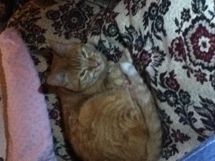 Huskat Addi billede 13