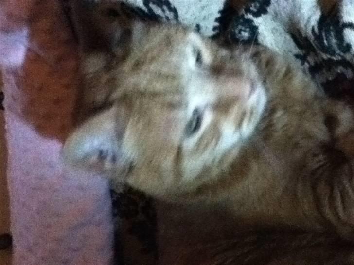 Huskat Addi billede 14