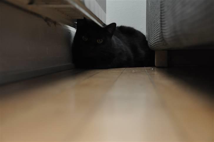 Huskat Pelle - Himmelkat - 20/3 - 2011 Pelle ligger lige og hygger under den varme radiator :) billede 6