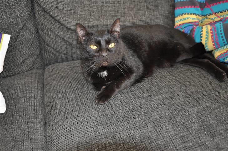 Huskat Pelle - Himmelkat - 20/3 - 2011 Sød Pellemis <3 billede 8