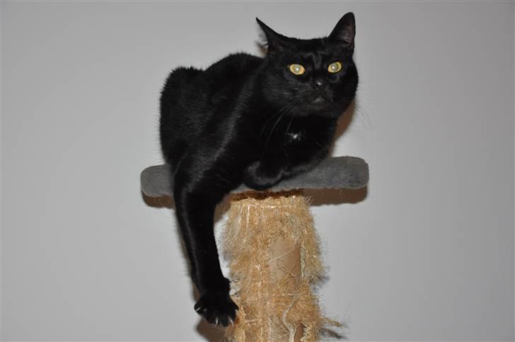 Huskat Pelle - Himmelkat - 20/3 - 2011 Pelle sidder og dingler :P billede 9