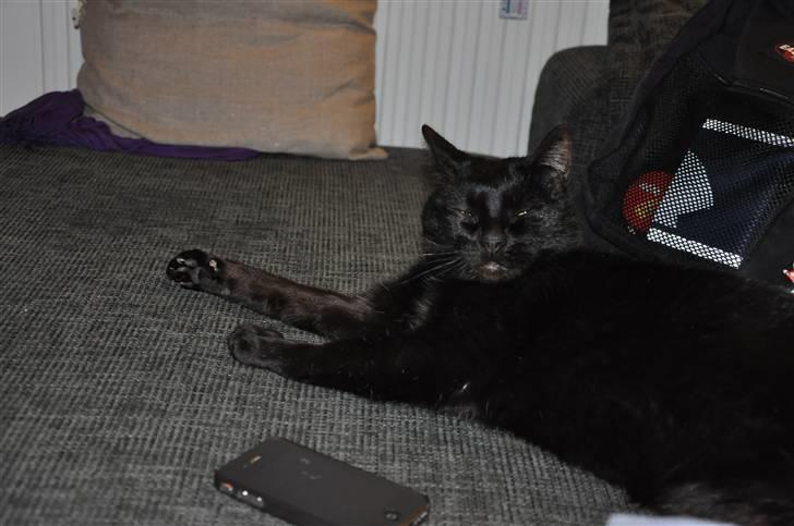 Huskat Pelle - Himmelkat - 20/3 - 2011 Nu er Pelsen ved at være træt.. billede 10