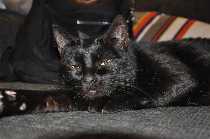 Huskat Pelle - Himmelkat - 20/3 - 2011 billede 11