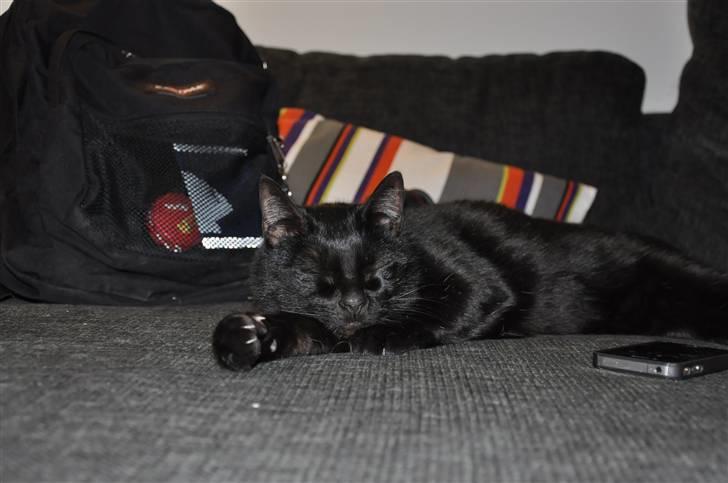 Huskat Pelle - Himmelkat - 20/3 - 2011 billede 12