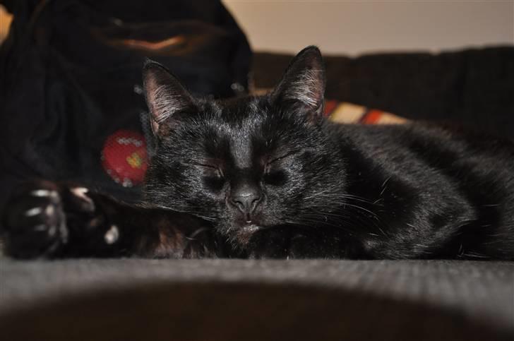 Huskat Pelle - Himmelkat - 20/3 - 2011 billede 13