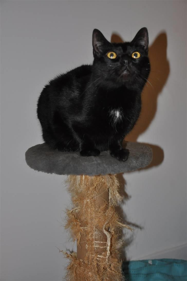 Huskat Pelle - Himmelkat - 20/3 - 2011 Sikke en smuk mis! billede 14