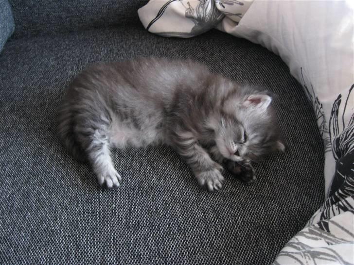 Blanding af racer Ziva - Så træt, så træt... billede 1