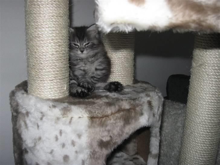 Blanding af racer Ziva - He he, bøvet lille mis billede 2