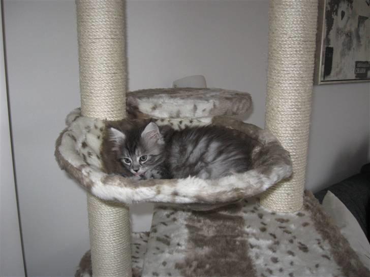 Blanding af racer Ziva - Husets bedste plads billede 3