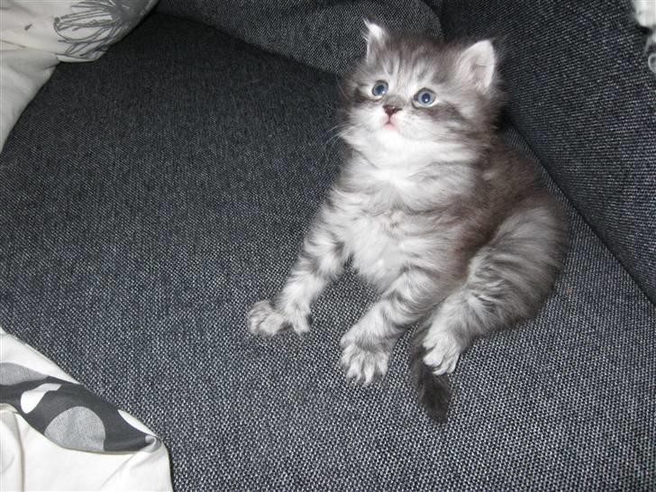 Blanding af racer Ziva billede 5