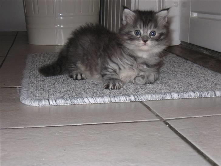 Blanding af racer Ziva - Uuups, taget på fersk gerning;-) billede 6