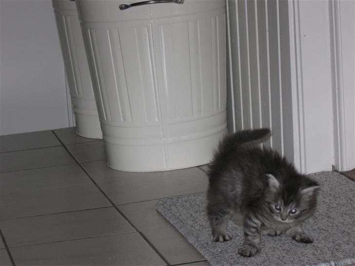 Blanding af racer Ziva - Jeg er en dødsens farlig kugle af pels! PAS PÅ! billede 7