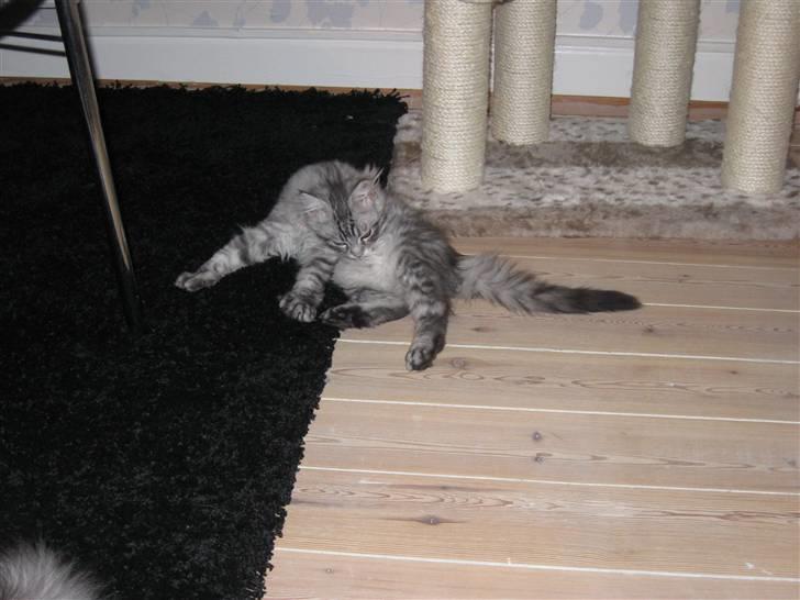 Blanding af racer Ziva billede 8