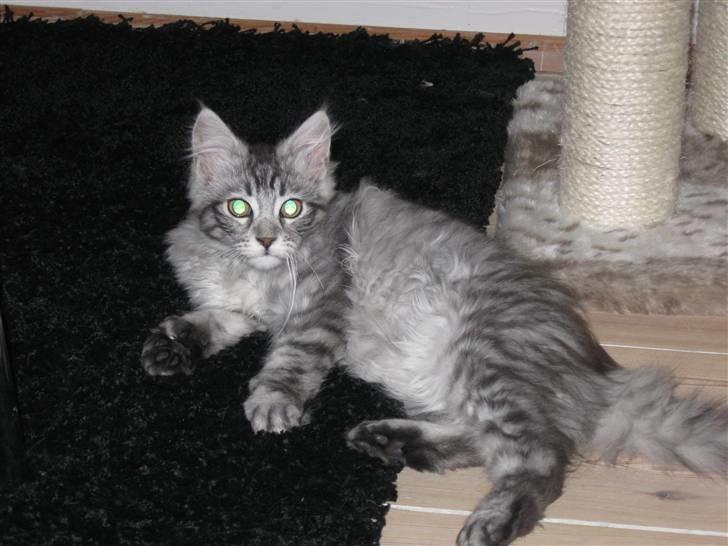 Blanding af racer Ziva billede 9