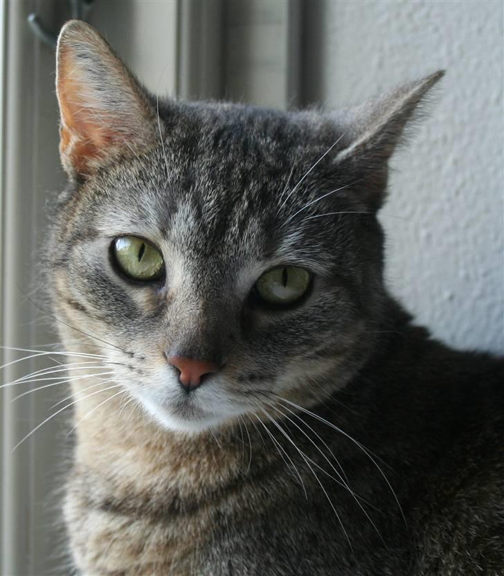 Blanding af racer Shiva billede 13