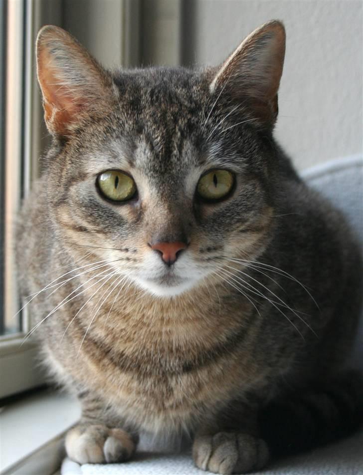 Blanding af racer Shiva billede 6