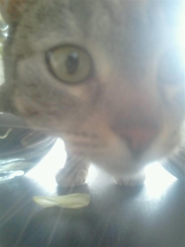 Blanding af racer Shiva billede 4