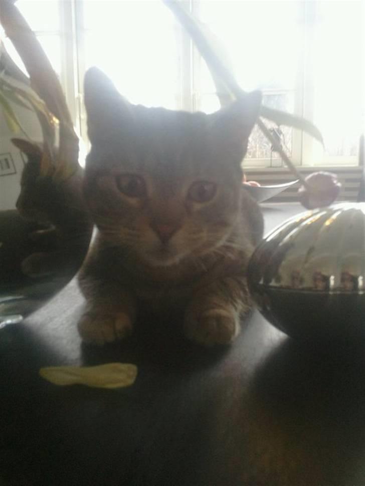 Blanding af racer Shiva billede 7