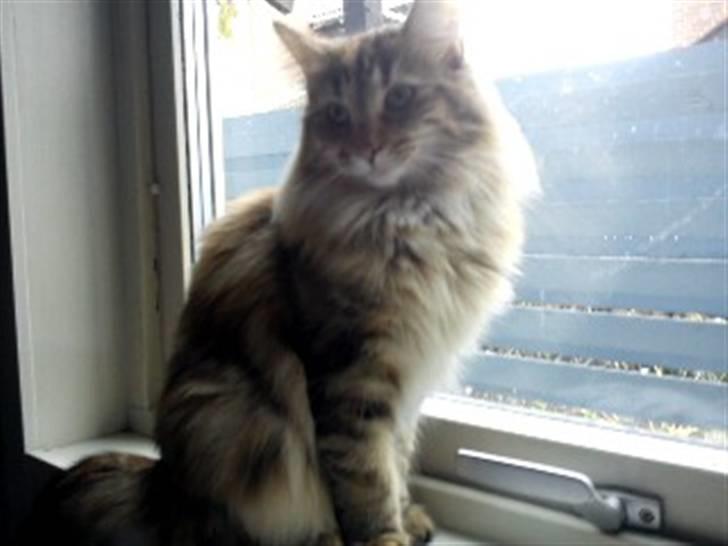 Norsk Skovkat Norhtown Cats Bella Donna billede 5