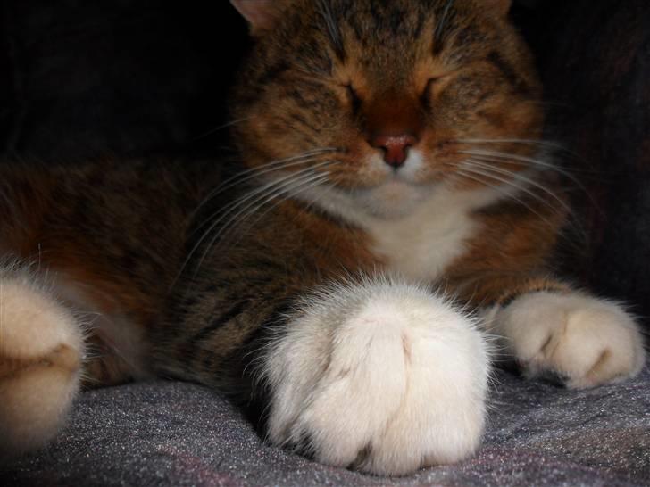 Huskat Sofus billede 1