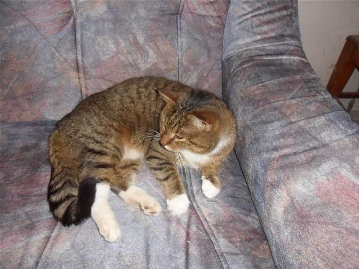 Huskat Sofus billede 2