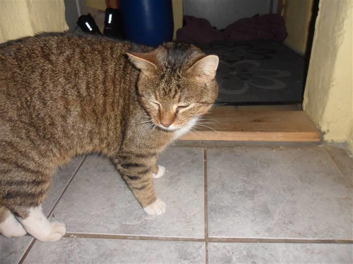 Huskat Sofus billede 3