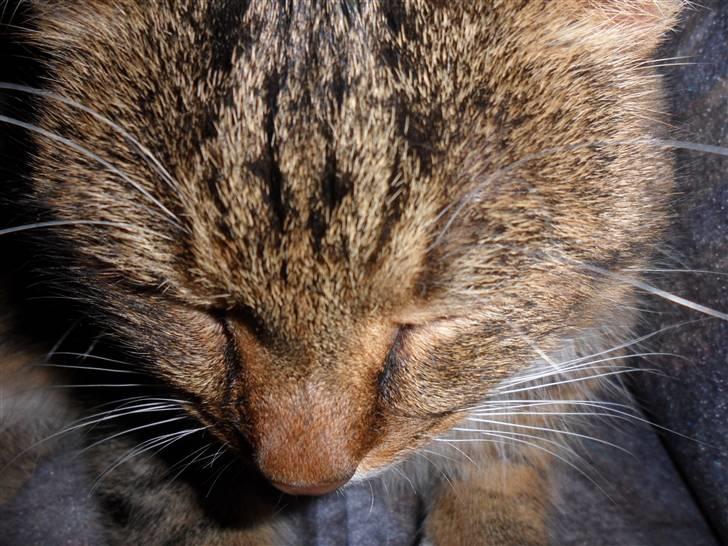 Huskat Sofus billede 4