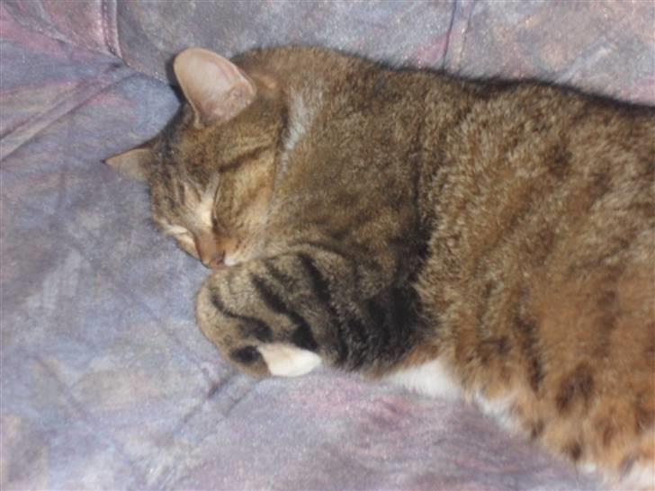 Huskat Sofus billede 5