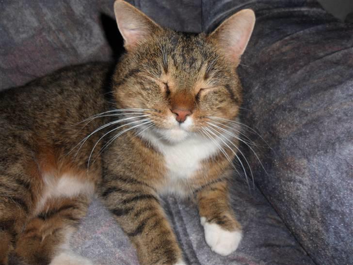 Huskat Sofus billede 6