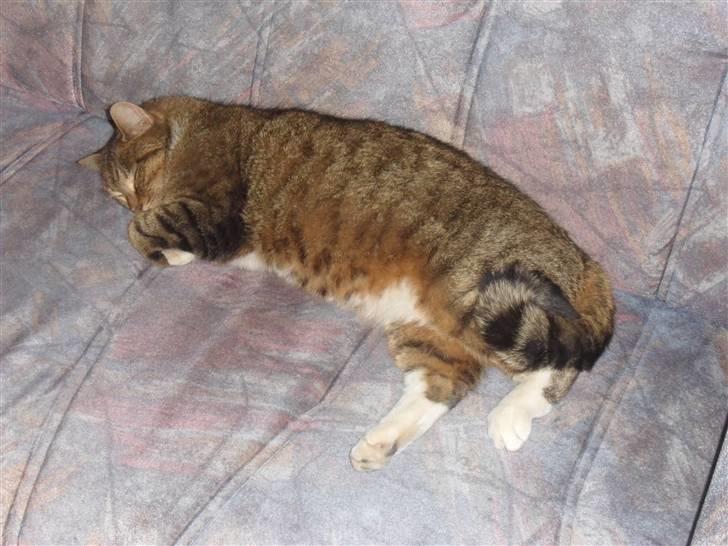 Huskat Sofus billede 7