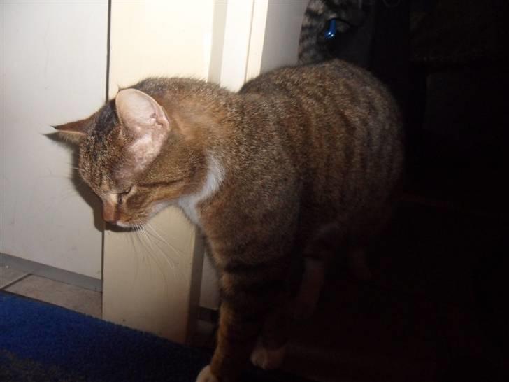 Huskat Sofus billede 8