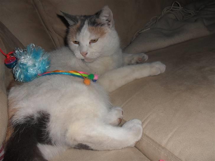 Huskat Mette billede 1