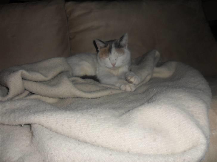 Huskat Mette billede 2