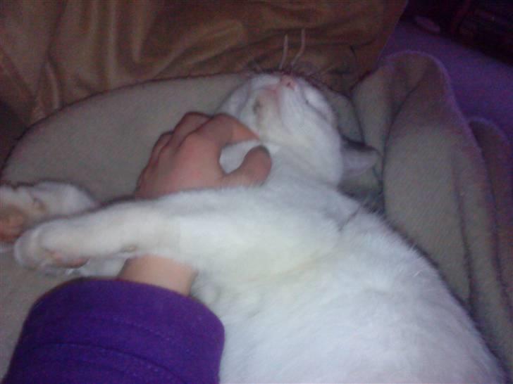 Huskat Mette billede 3