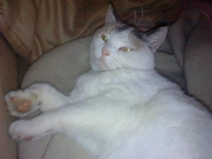 Huskat Mette billede 4