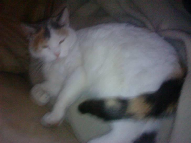 Huskat Mette billede 5