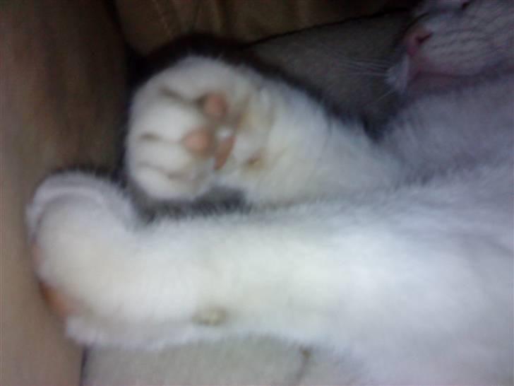 Huskat Mette billede 6