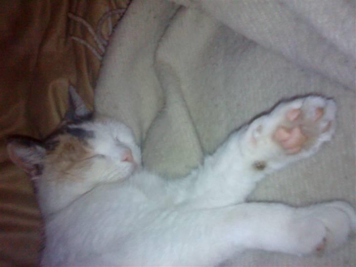 Huskat Mette billede 7