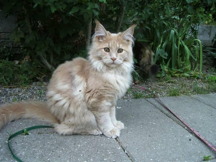 Maine Coon Bobby L Teddy Bear billede 2