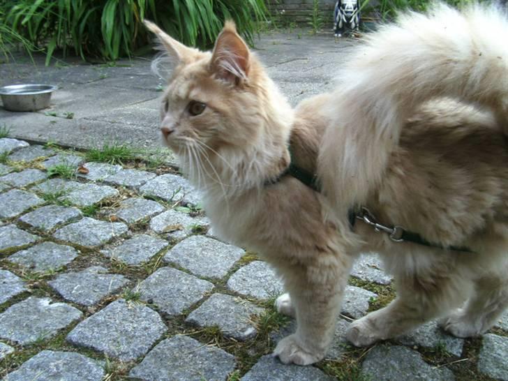 Maine Coon Bobby L Teddy Bear billede 3