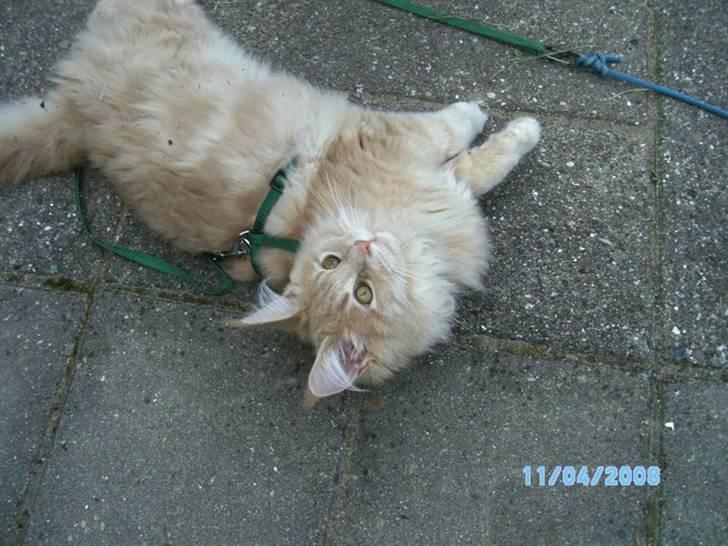 Maine Coon Bobby L Teddy Bear billede 4