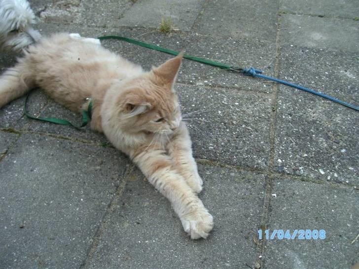 Maine Coon Bobby L Teddy Bear billede 5